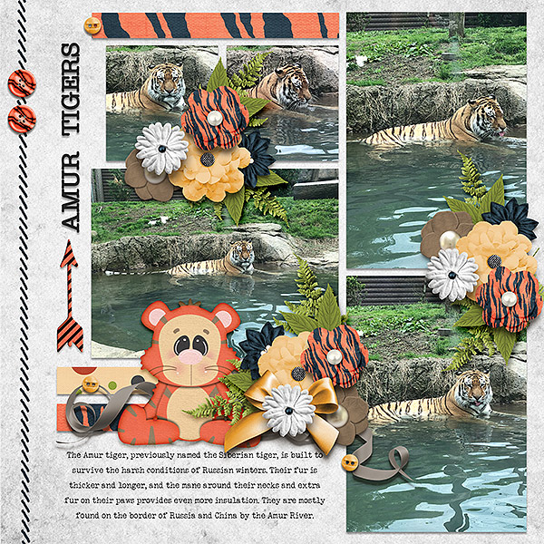 amur tigers