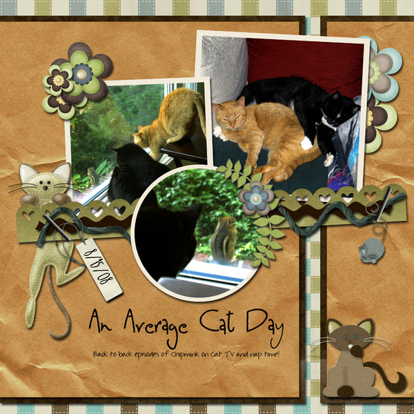 An Average Cat Day