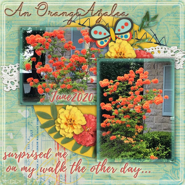 An Orange Azalea