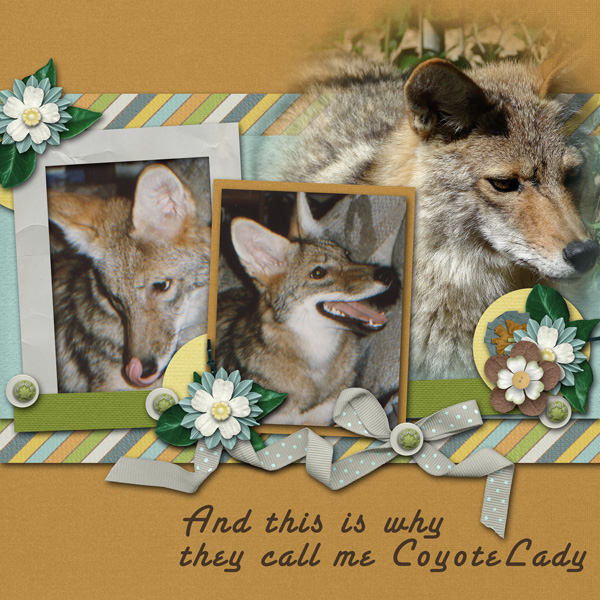And this why they call me CoyoteLady