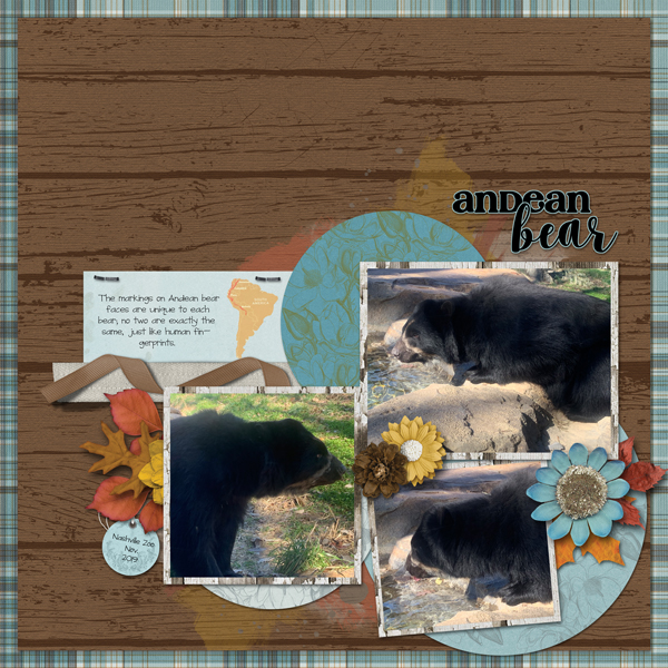 Andean Bear