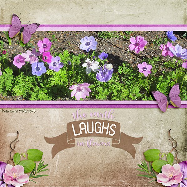 Anemone Flowers