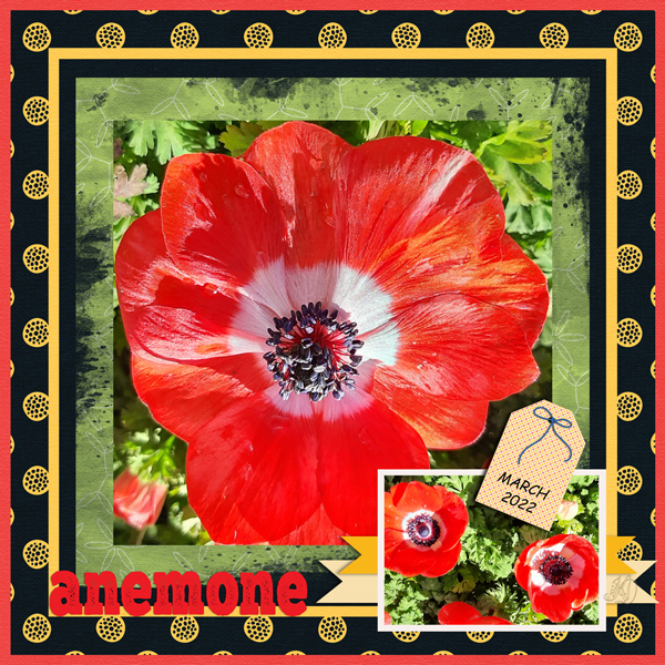 anemone