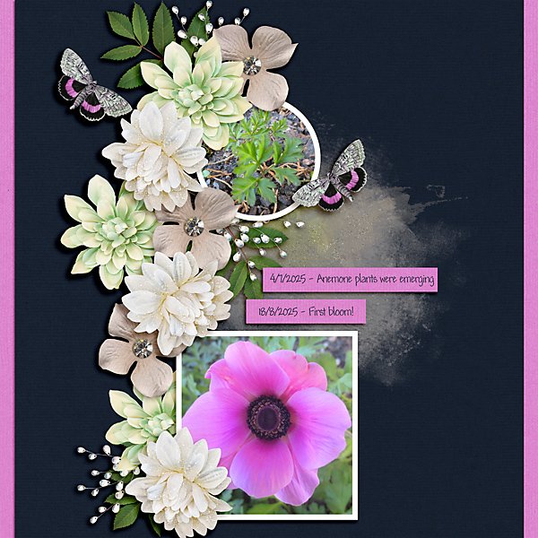 Anemones