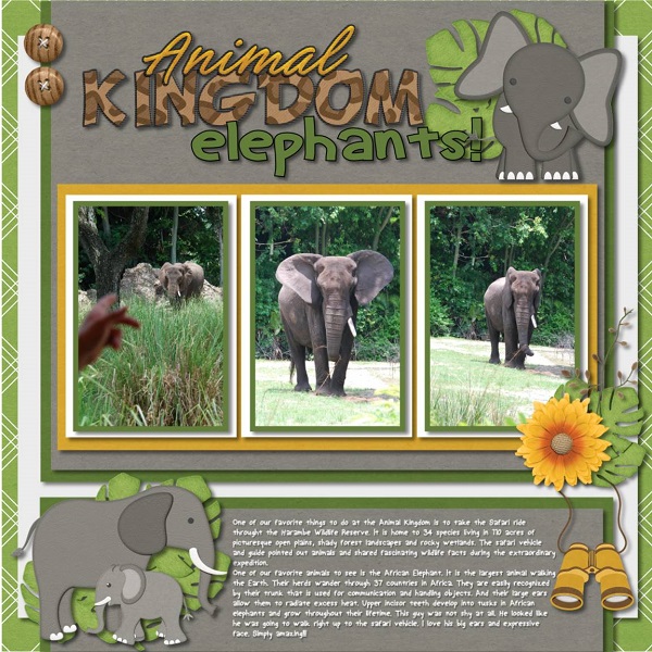 Animal Kingdom Elephants!