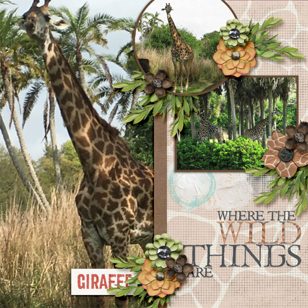 Animal Kingdom safari - giraffes