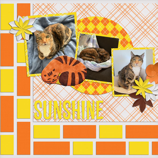 Animal Quick Page Bundle 1, Funny Cats