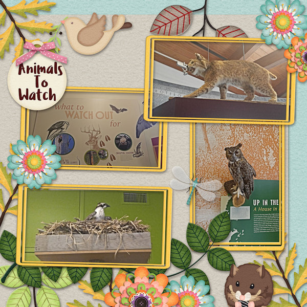 Animals To Watch