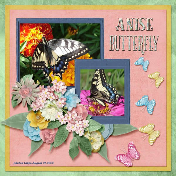 Anise Butterfly small.jpg