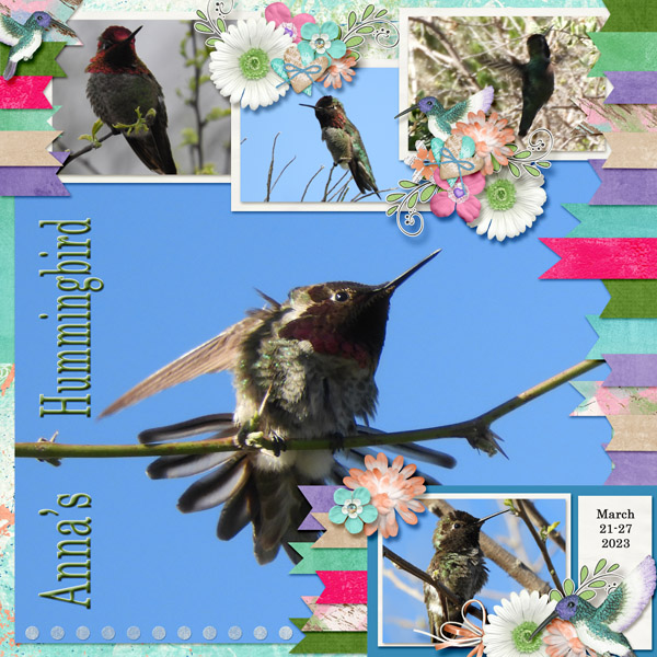 Anna_s_Hummingbird_small