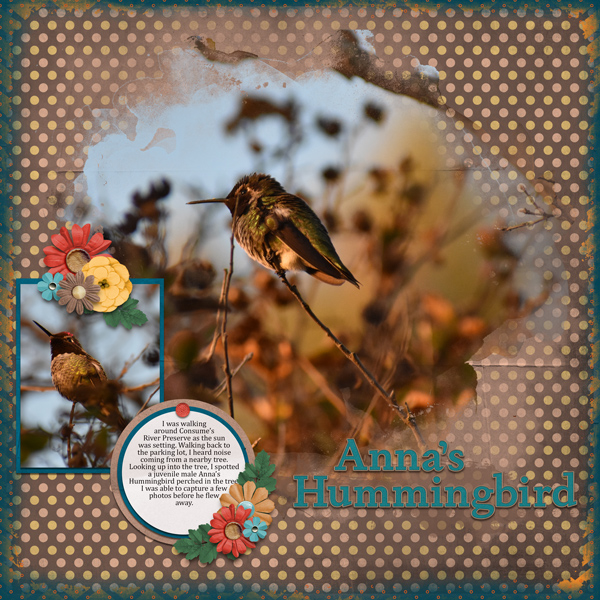 Anna's Hummingbird
