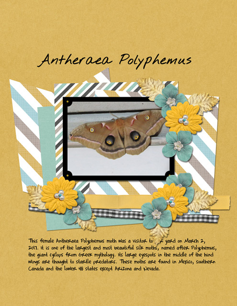 Antheraea Polyphemus