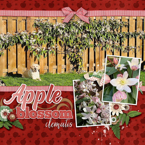 Apple Blossom Clematis