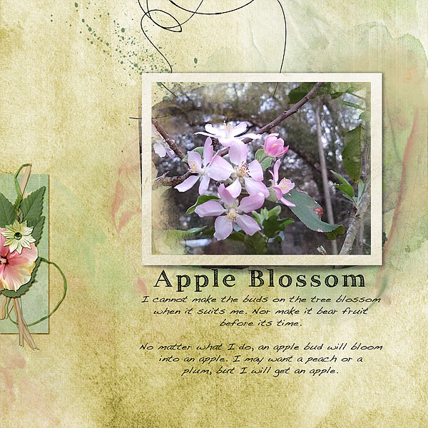 Apple Blossom, Spring 2021
