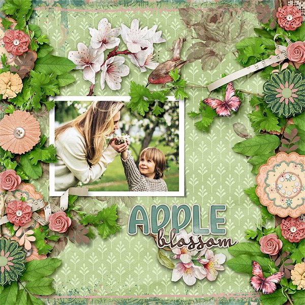 Apple Blossom