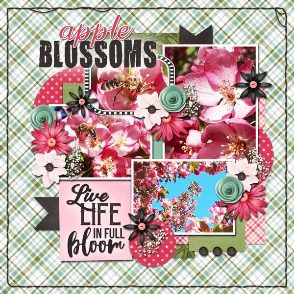 Apple Blossoms