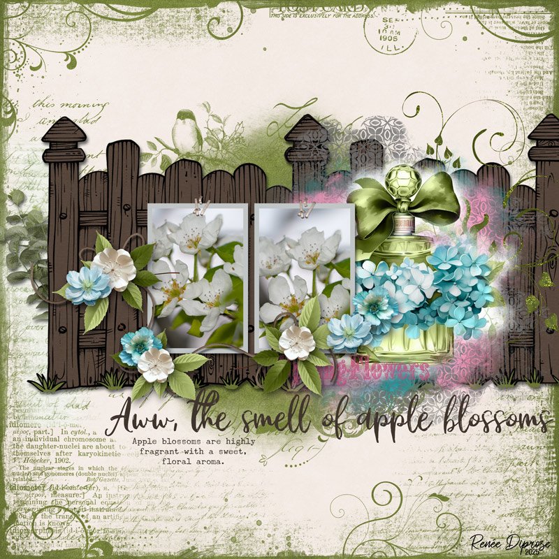 Apple Blossoms