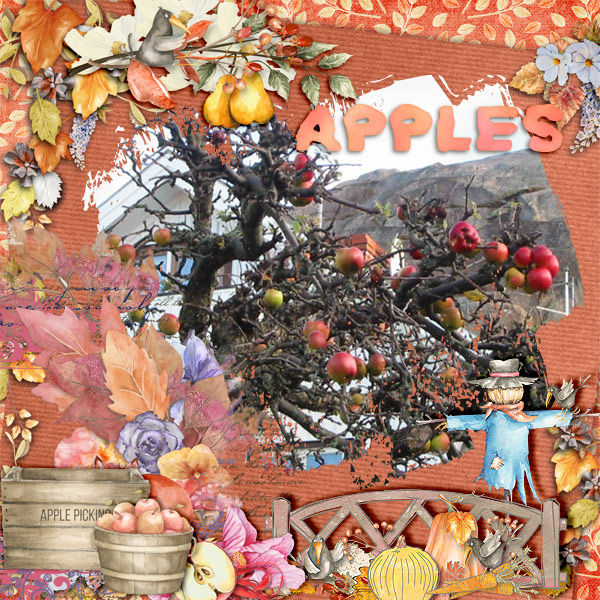 Apples7