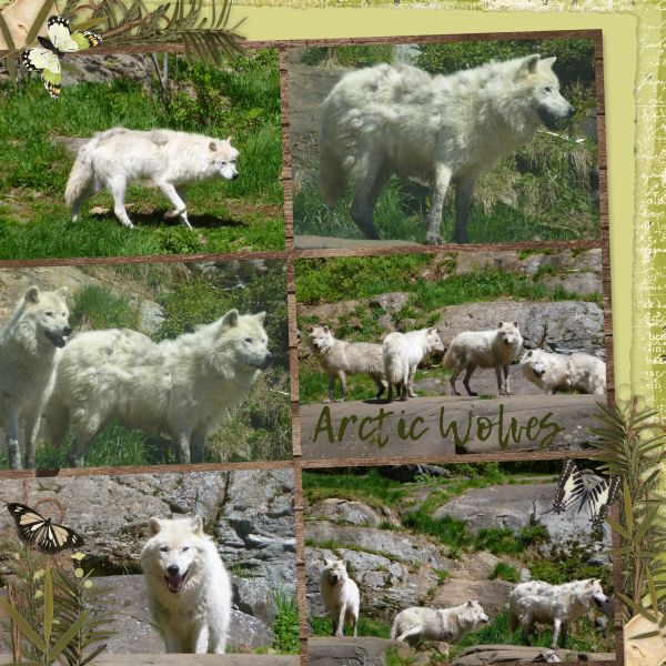 Arctic Wolves
