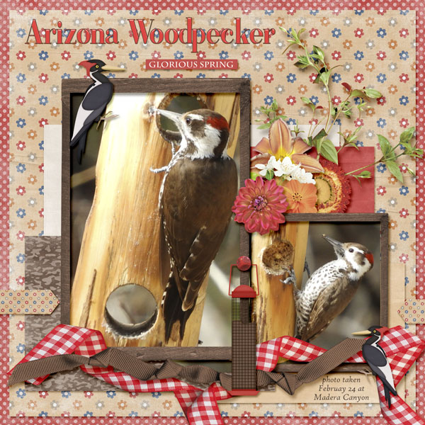 Arizona_Woodpecker_small1