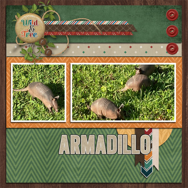 Armadillo