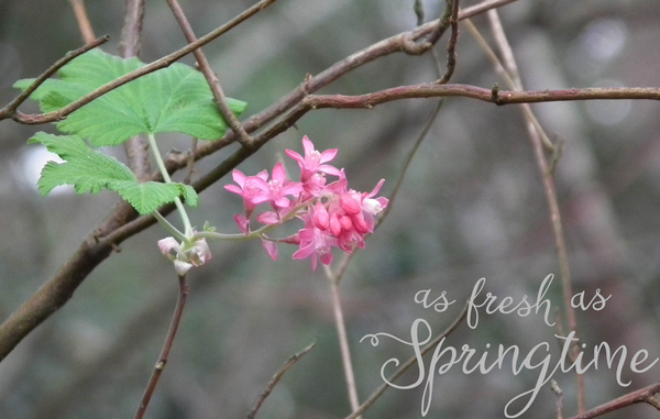 as fresh as springtime