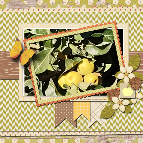 Asian Pears