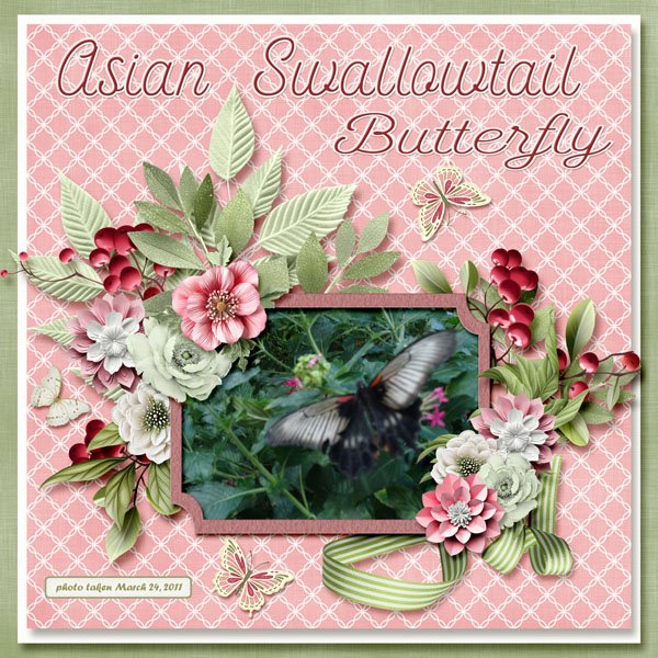 Asian Swallowtail Butterfly small.jpg