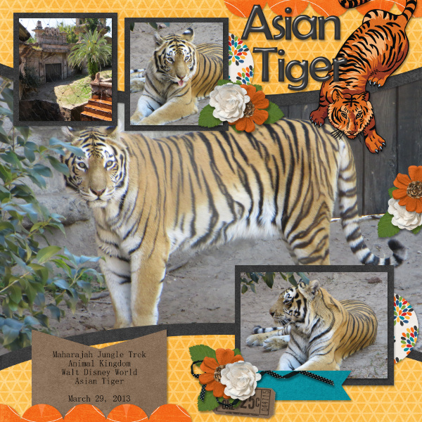 Asian Tiger