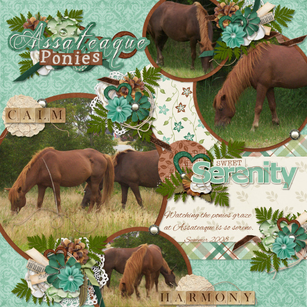 Assateaque Ponies