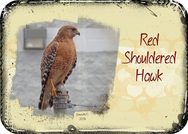 ATC 2016-17 Red Shouldered Hawk