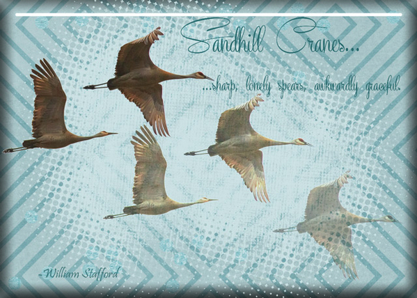 ATC 2016-51 Sandhill Cranes