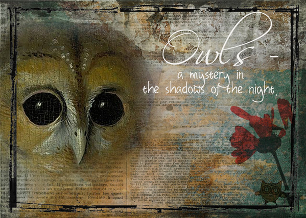 ATC 2017-05 Owls