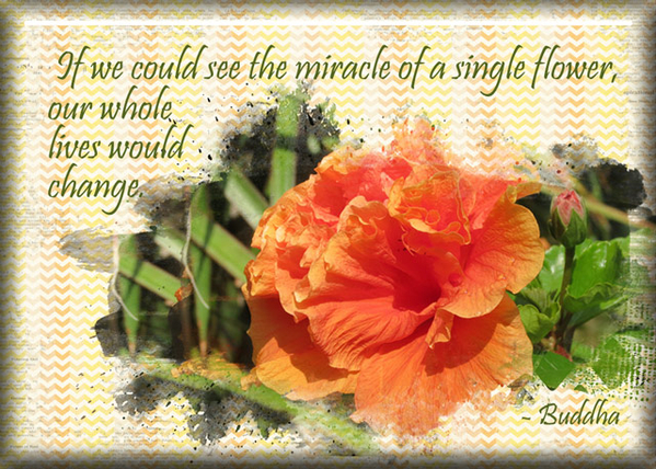 ATC 2017-12 The Miracle of a Single Flower