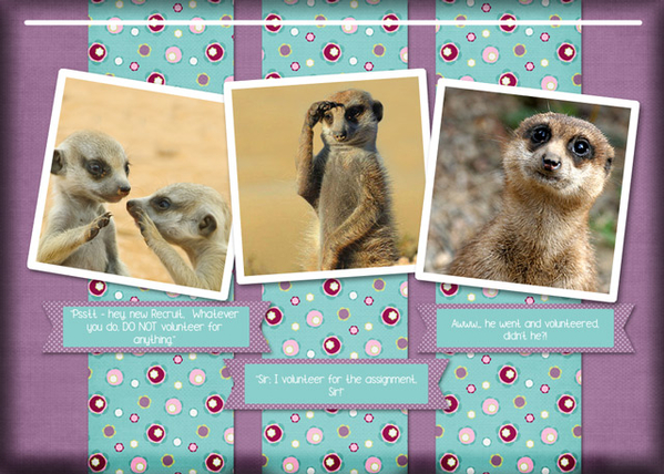 ATC 2017-131 Meerkat Memes