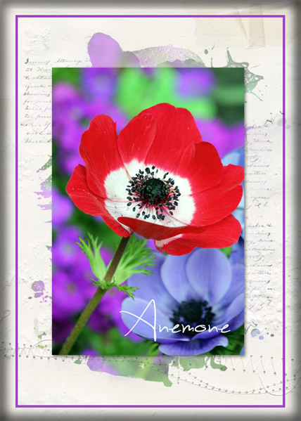 ATC 2017-151 Anemone