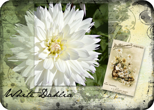 ATC 2017-173 White Dahlia