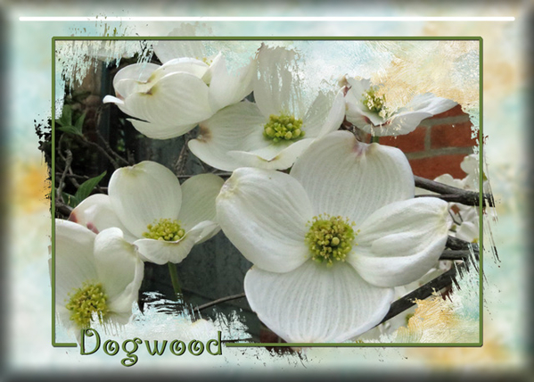 ATC 2017-67 Dogwood