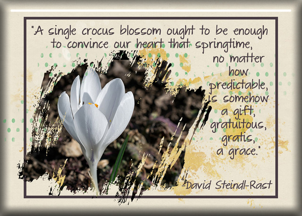 ATC 2018-042 A Single Crocus Blossom