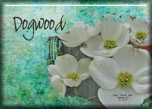 ATC 2018-052 Dogwood