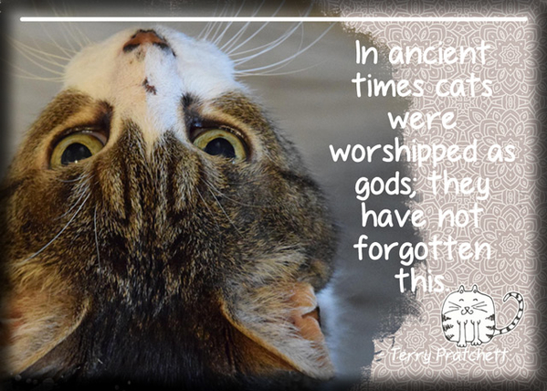 ATC 2018-053 Cats