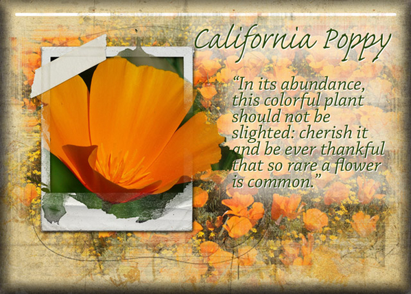 ATC 2019-137 California Poppy