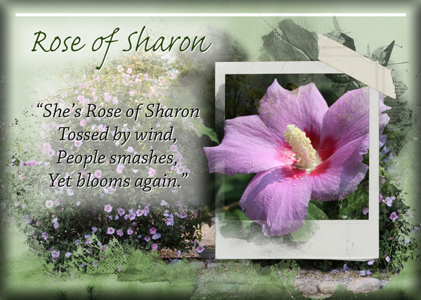 ATC 2019-138 Rose of Sharon