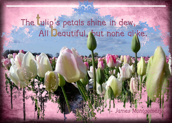 ATC 2020-014 Tulips