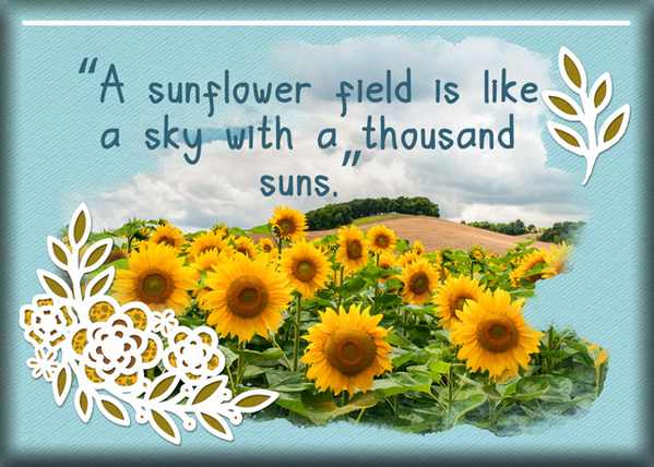 ATC 2020-017 A Sunflower Field