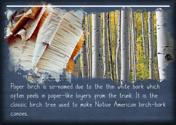 ATC 2020-027 Paper Birch