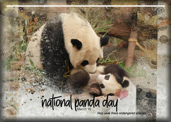 ATC 2020-036 National Panda Day