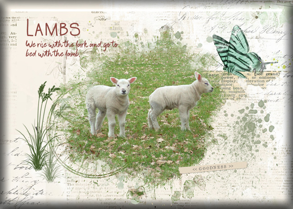 ATC 2020-056 Lambs
