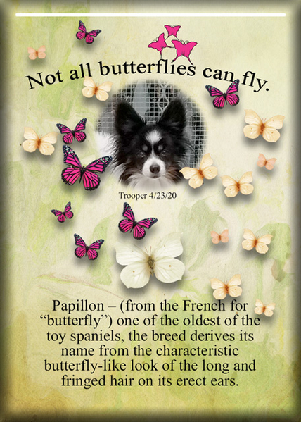 ATC 2020-072 Papillon