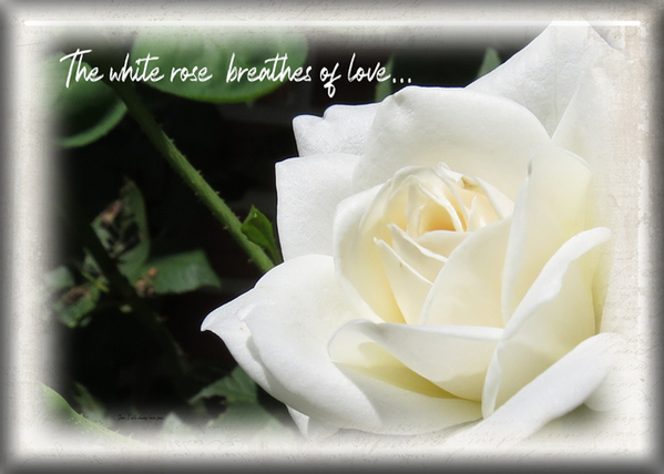 ATC-2020-116-The-White-Rose